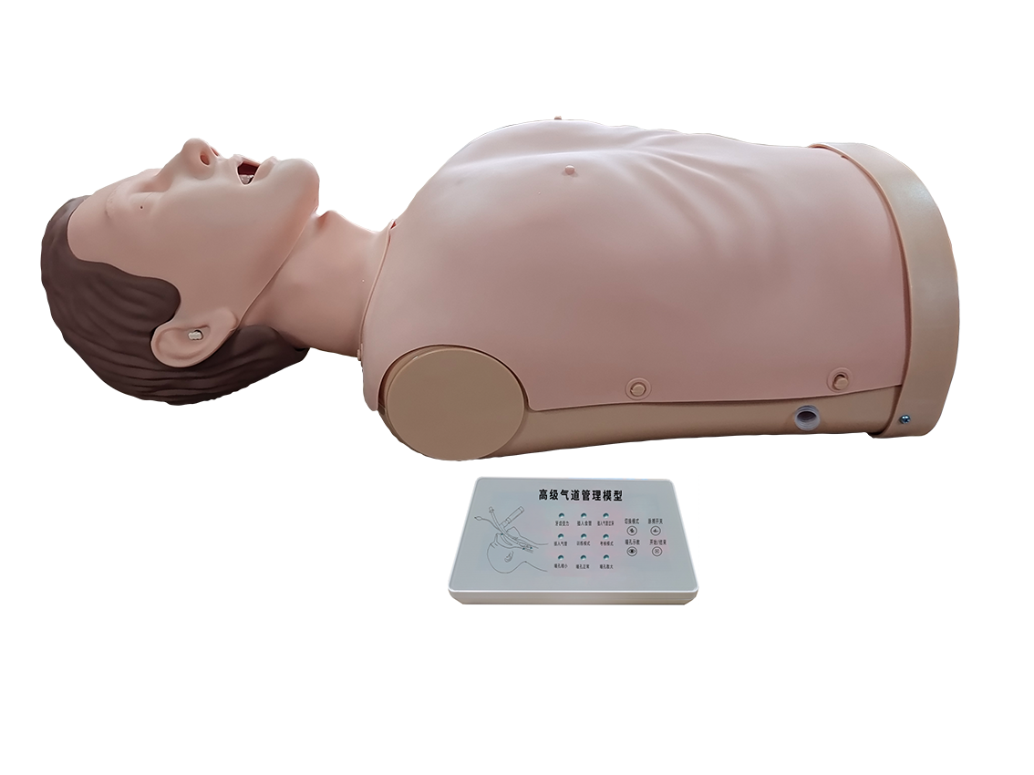 MJ319  气道管理模型